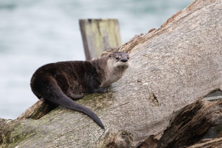 Northern River Otter 