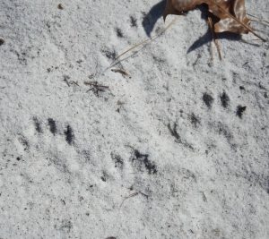 Tracks or signs