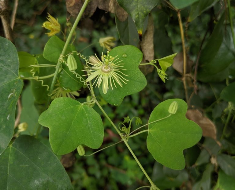Yellow Passionflower