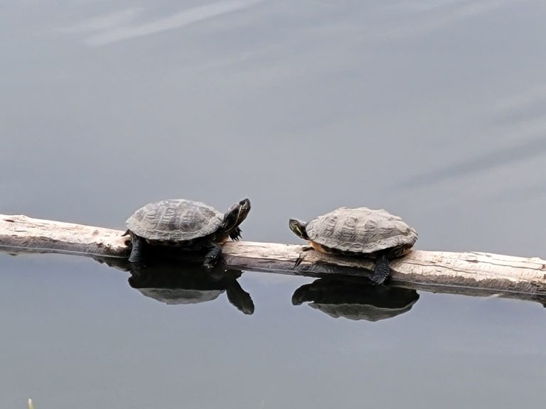 Pond Slider
