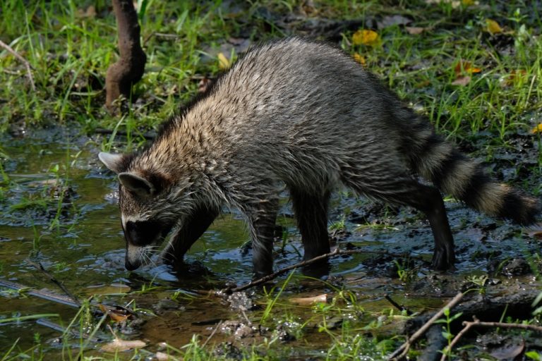 Raccoon