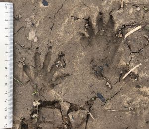 Tracks or signs