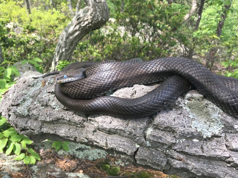 Eastern Rat Snake