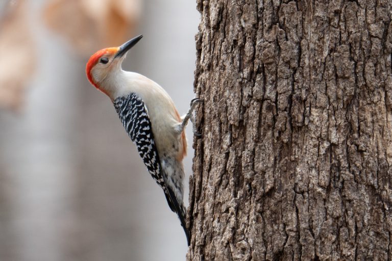 Red-bellied Woodpecker 