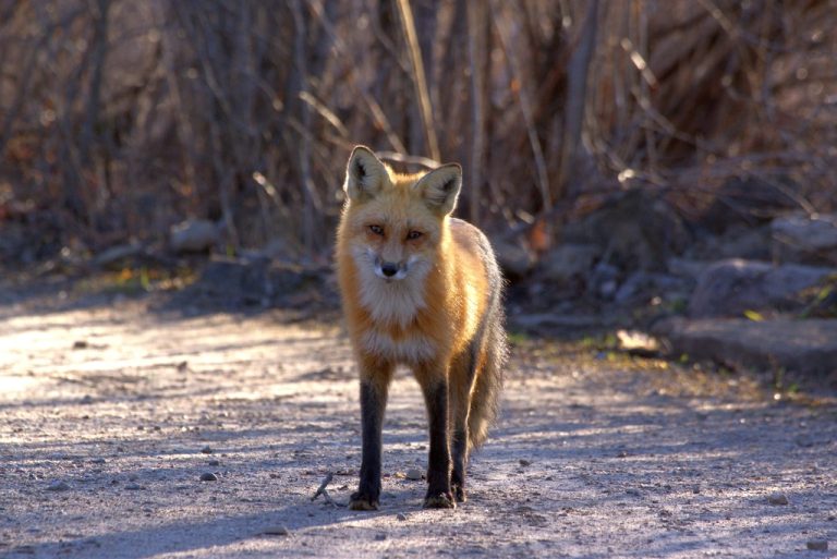 Red Fox 