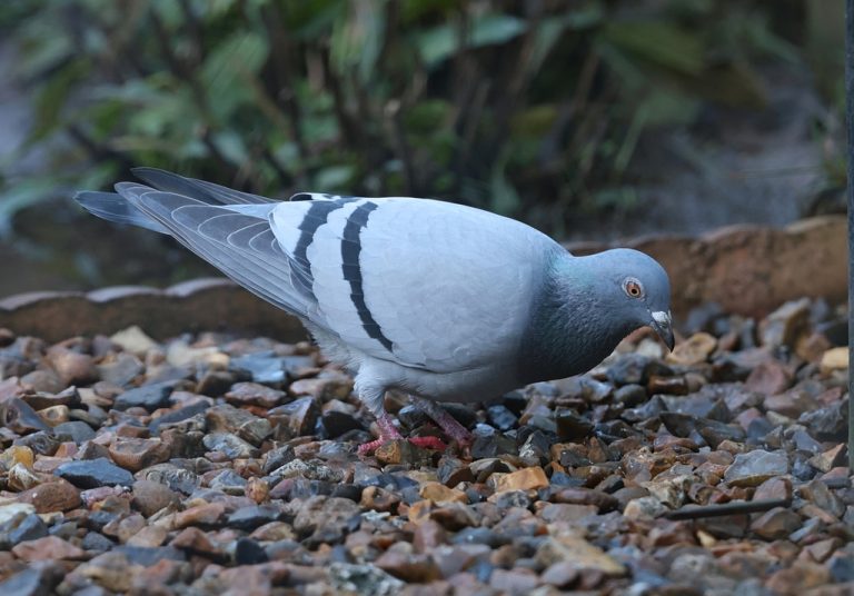 Rock Dove 