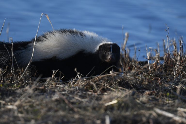 Striped Skunk
