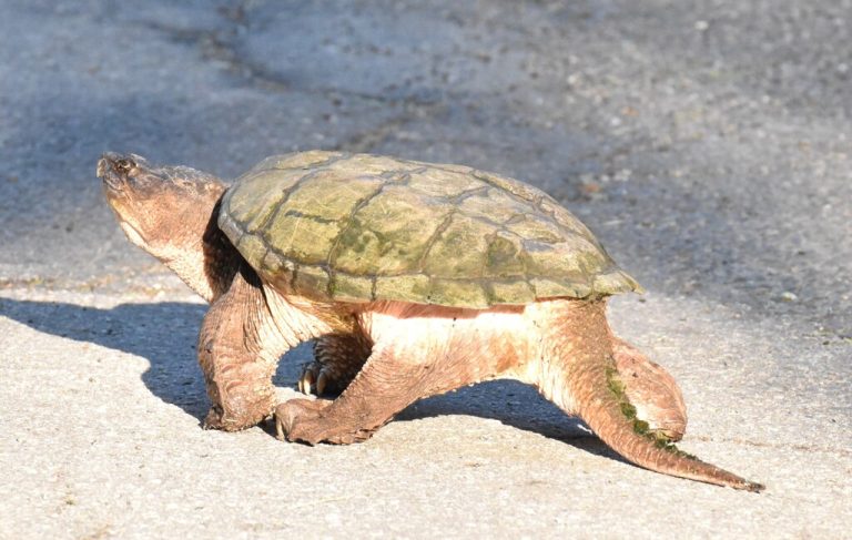 Common Snapping Turtle 
