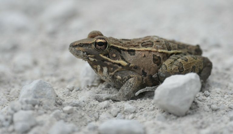 Southern Leopard Frog 