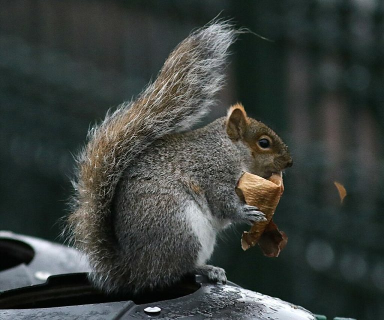 Eastern Gray Squirrel