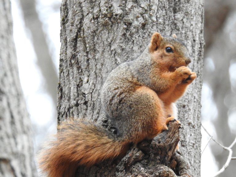 Eastern Fox Squirrel 