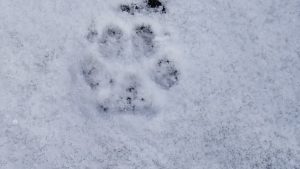 Tracks or signs