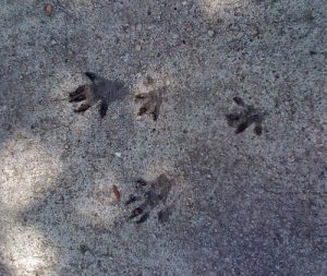 Tracks or signs
