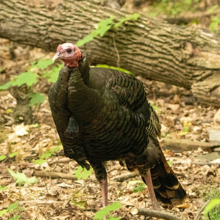 Wild Turkey