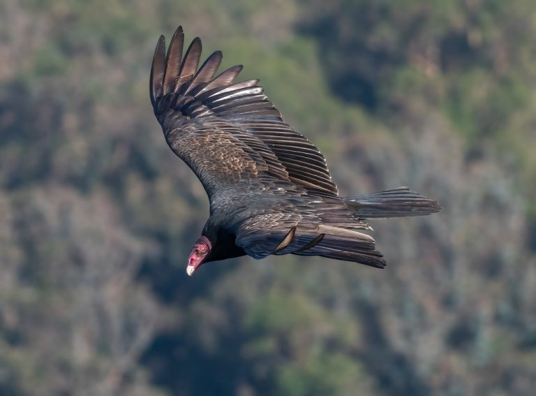 Turkey Vulture
