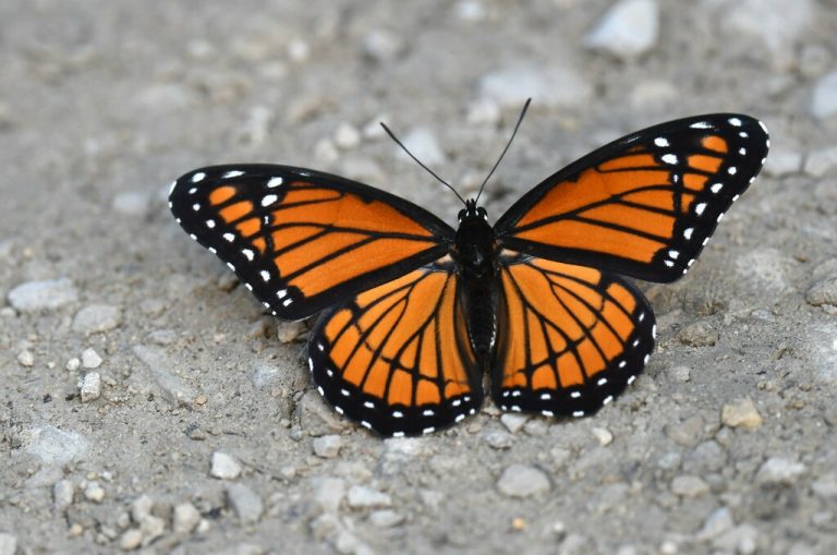Viceroy