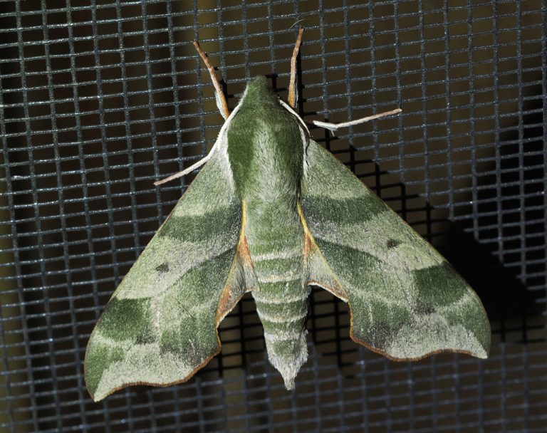 Virginia Creeper Sphinx 