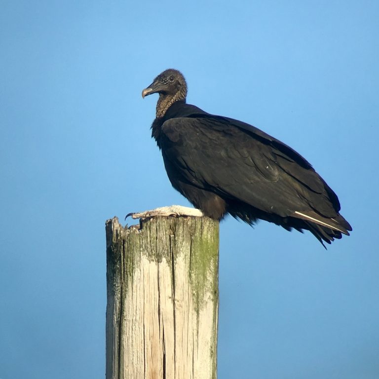 Black Vulture