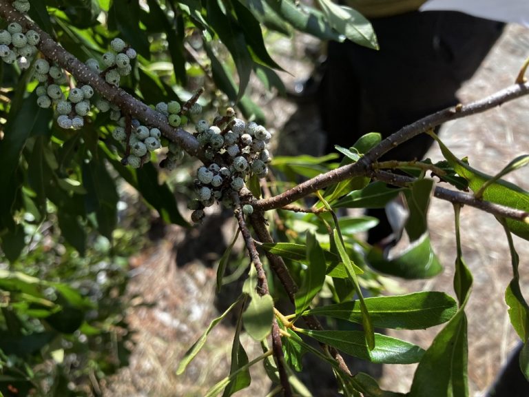 Waxmyrtle