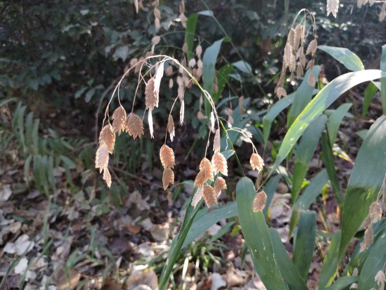 Inland Wood Oats