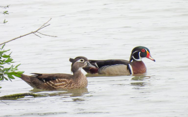 Wood Duck
