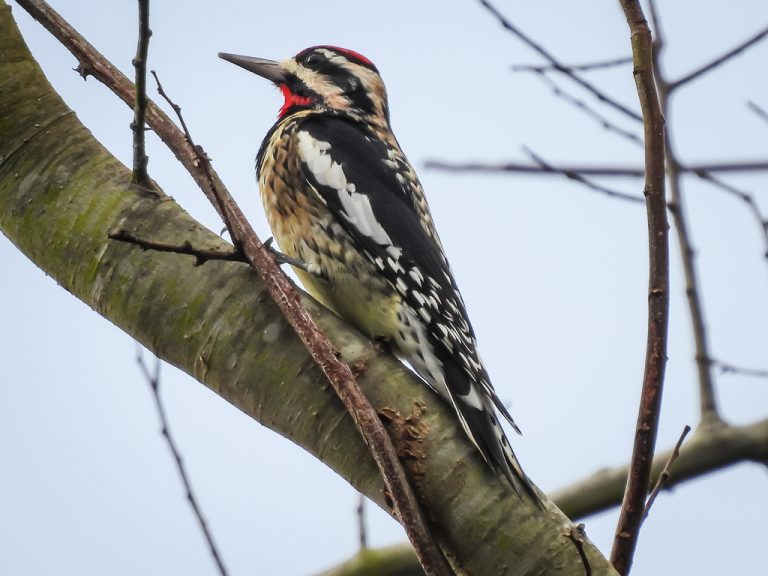 Yellow-bellied Sapsucker