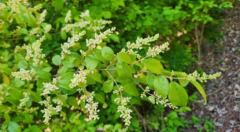 Chinese Privet