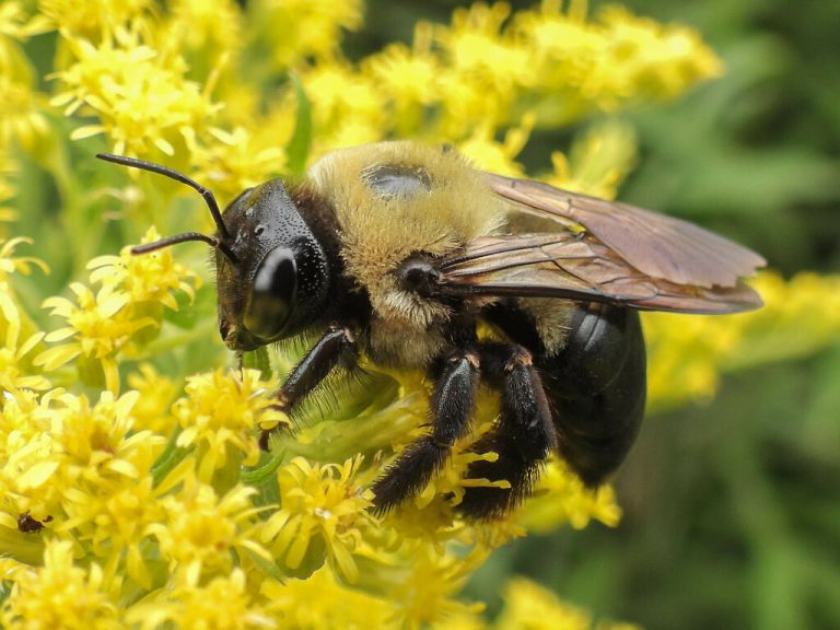 Eastern Carpenter Bee