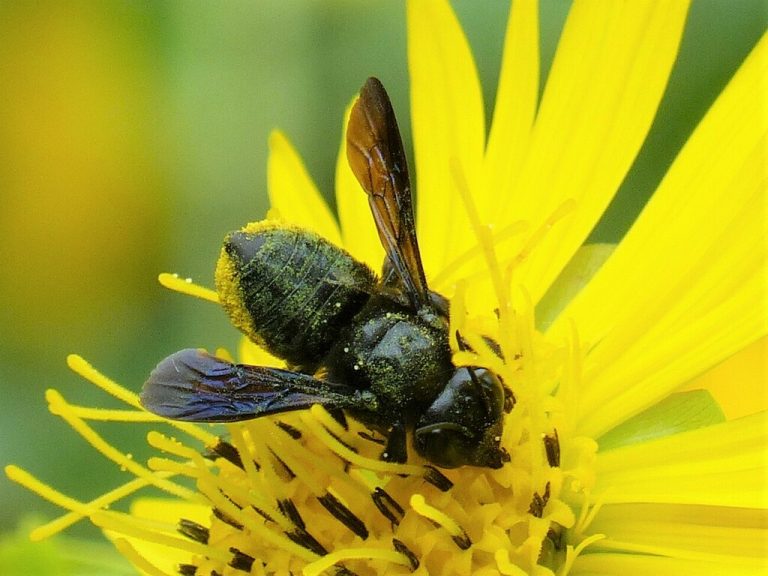Carpenter-mimic Leafcutter Bee