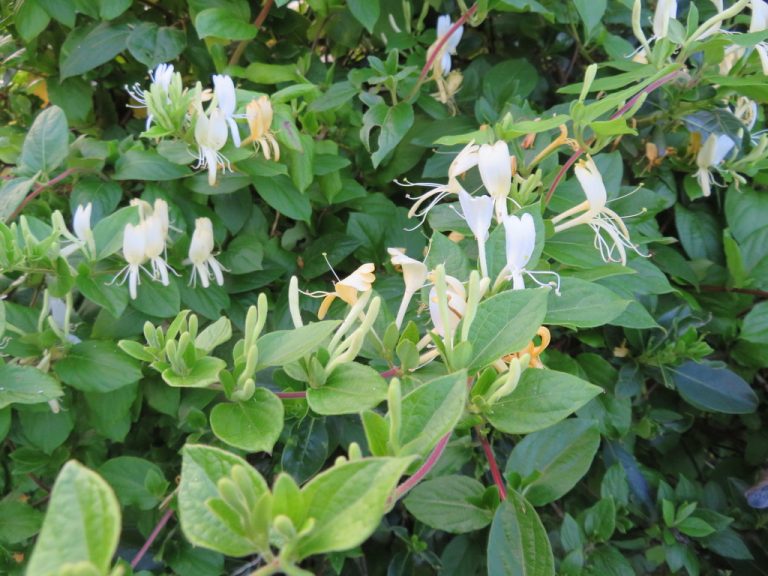 Japanese Honeysuckle