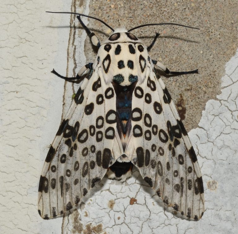 Giant Leopard Moth