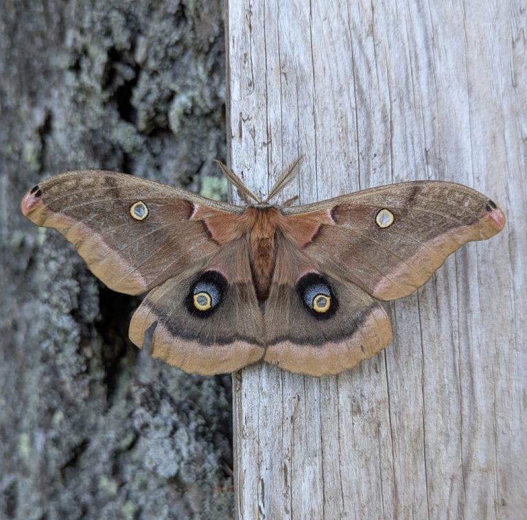 Polyphemus Moth 