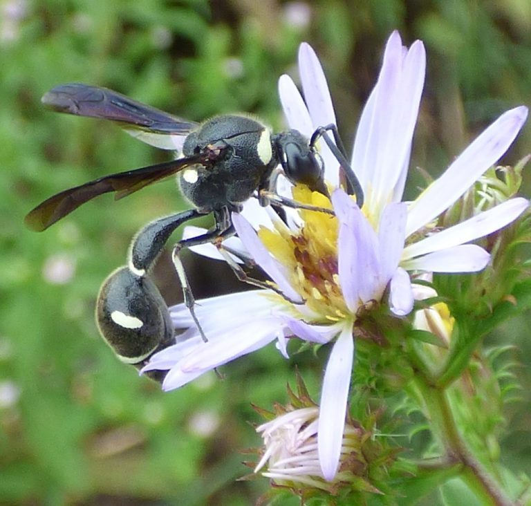 Fraternal Potter Wasp