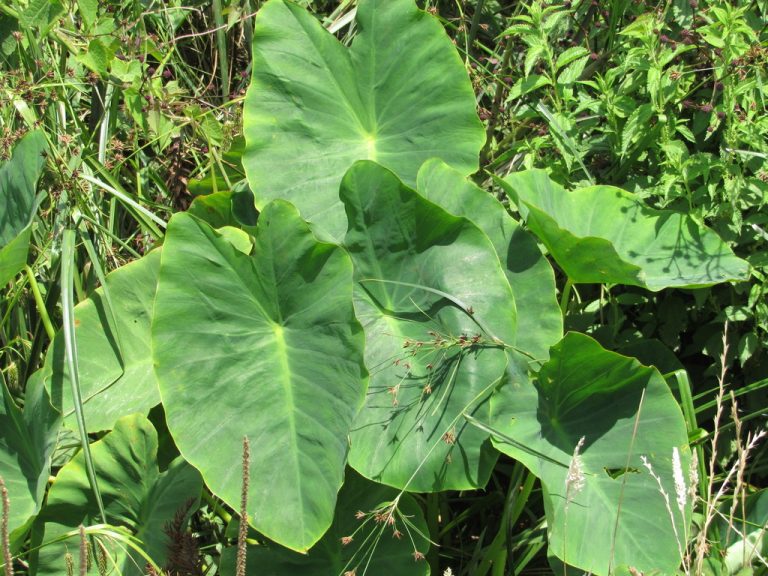 Taro