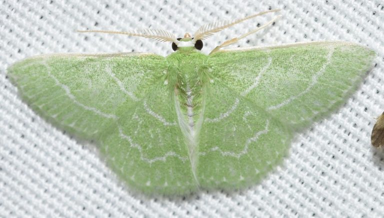 Wavy Lined Emerald