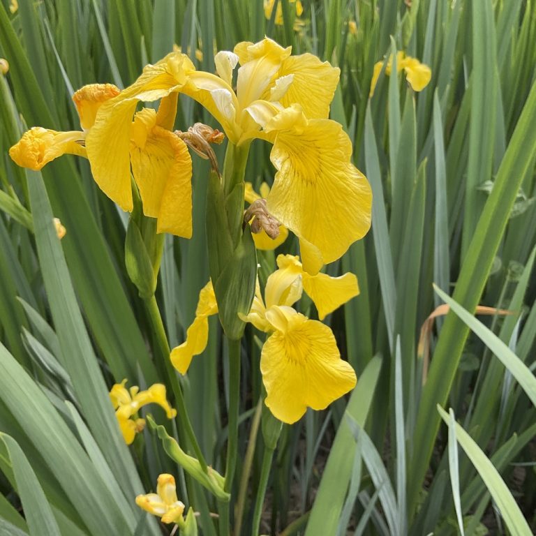 Yellow Flag Iris