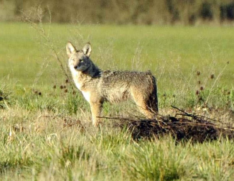 Coyote