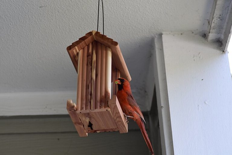 Northern Cardinal
