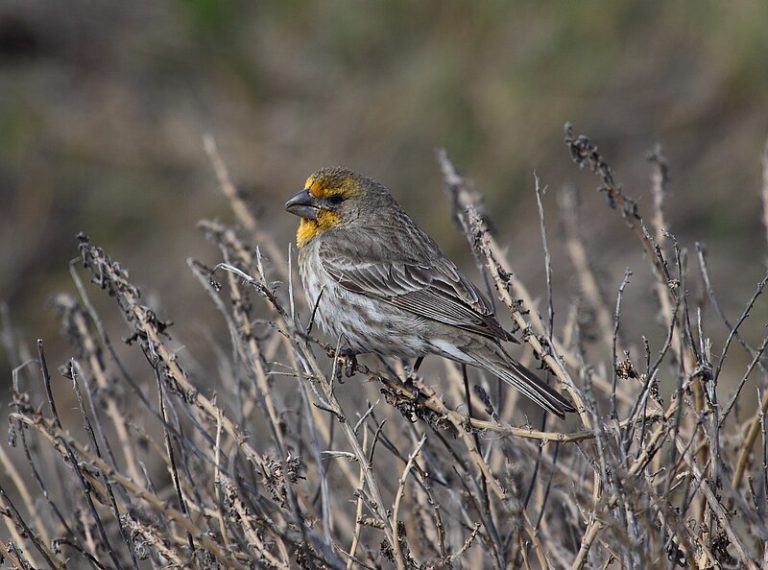 House Finch