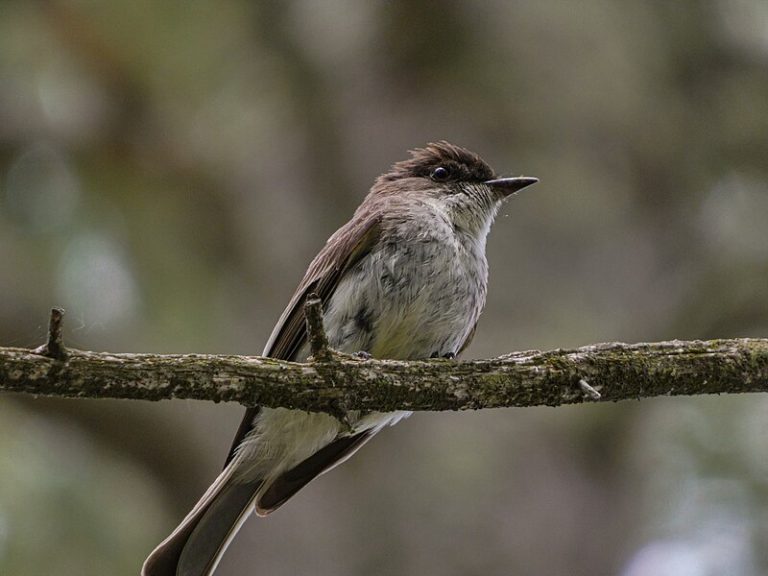 Eastern Phoebe