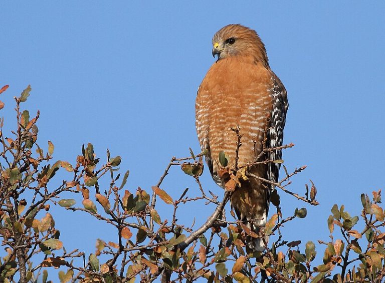 Red-shouldered Hawk