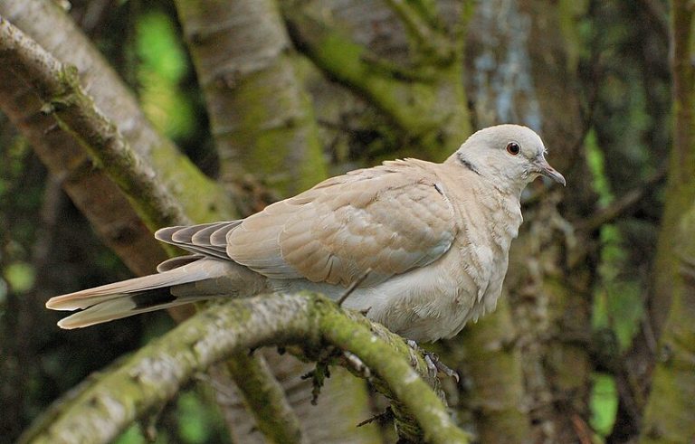 Eurasian Collared-Dove