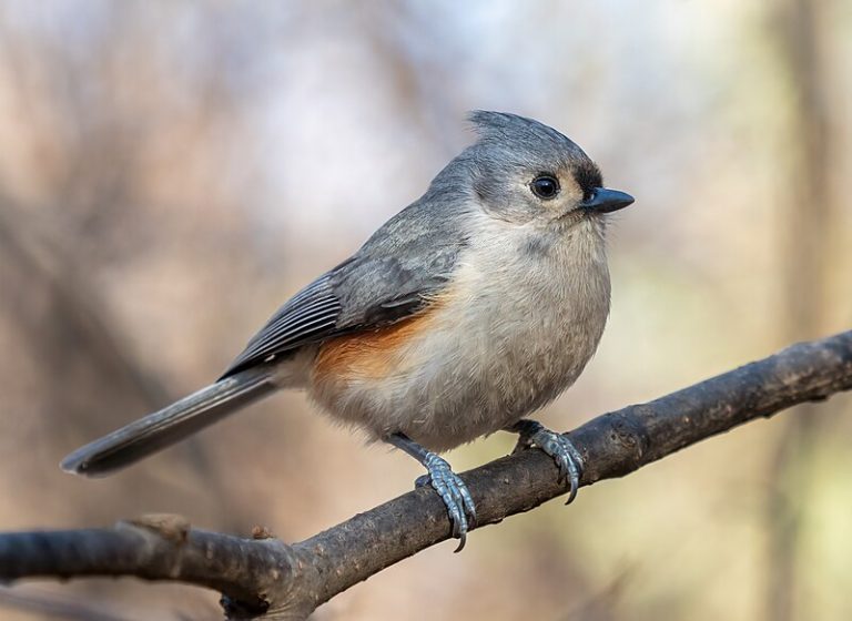 Tufted Titmouse