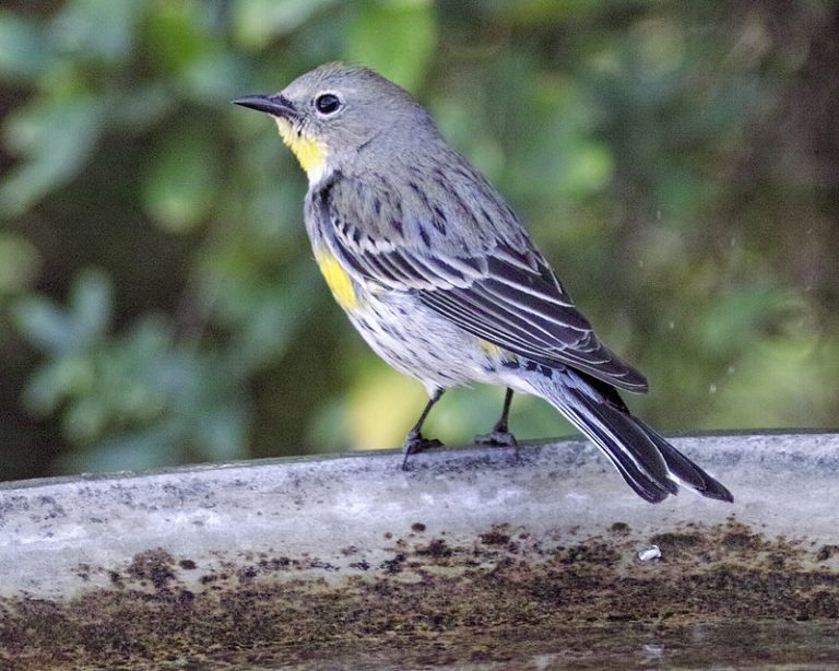 Yellow-rumped Warbler